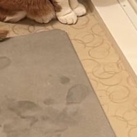 お風呂から出た飼い主→浴室の方を見たら、猫が…思わず声をかけたくなる『健気な光景』に８万いいね「忠犬ならぬ忠猫」「中に誰かいる？」
