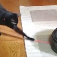 ロボット掃除機に吸い込まれそうになった『猫じゃらし』→黒猫が追いかけ始めると…可愛すぎる展開に「頑張ってるねｗ」「応援にきて笑った」の声