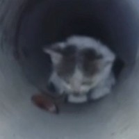 3日間、『下水管の中』で鳴き続けた子猫→ごはんで誘っても出てこなくて…緊迫の救出劇が32万再生「とても感動した」「本当にありがとう」