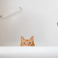 行方不明の愛猫が閉じ込められていたのは、リフォーム後の浴槽下だった！　米国