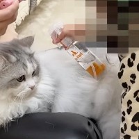 娘が『猫のブラッシング』を手伝ってくれると…心温まる日常の光景に「可愛いが詰まってるｗ」「幸せで溢れていて素敵」と癒される人が続出