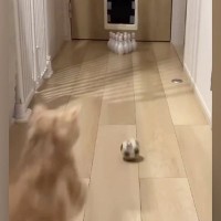 家で『初めてのボウリング』→ボールを投げたら、『猫』が乱入してきて…笑ってしまう展開に「豪快なストライクｗ」「めっちゃ可愛いｗ」と話題