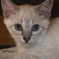 『白い毛色だった子猫』が、２年後…同じ猫とは思えない、激変した『現在の光景』に「柄が主張し過ぎてるｗ」「え、マジでだれｗ」と驚愕の声