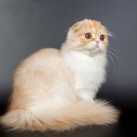 『長毛と短毛』どちらも存在する猫種3選　まるで違う種類のよう？それぞれの魅力や特徴もご紹介