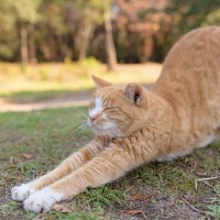 猫がグーッと『体を伸ばしている』ときの心理4つ　行動の意味や体にもたらす意外なメリットまで