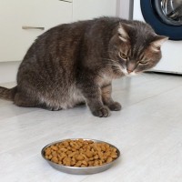 猫が『食べムラ』を起こすときの原因5つ　フードに飽きているの？困ったら試したい改善のヒントも