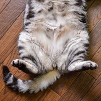 猫の『おヘソ』はどうなっているの？見つけ方のコツから見逃せないサインまで