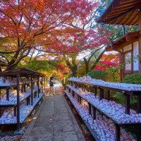 猫好きにはたまらない『猫にまつわる聖地』8選　猫島や神社など魅力あふれる名所をご紹介