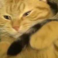 気持ちよさそうに寝ていた猫→同居猫の『しっぽ』が気になって…笑ってしまう光景が55万再生「ブンブンｗ」「ワイパーが動いているみたいｗ」