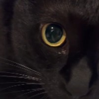 自動給水器で水を飲む黒猫→おててを見ると……独特な『飲み方』が尊すぎると28万再生「めちゃめちゃ可愛い」「個性があっていいね」