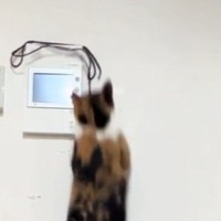 高いところにある紐を見つめる三毛猫→『ジャンプ』した次の瞬間…まさかの光景に「声出たｗｗ」「呼吸乱れるくらい笑った」と爆笑の声続出