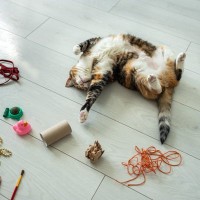 猫が『もう遊びたくない』と伝えているサイン5つ　切り上げるベストタイミングや見極め方も解説