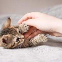 猫を『衝動飼い』すると起こりうるトラブル5つ　慎重に考えるべき理由や飼い主に必要な覚悟