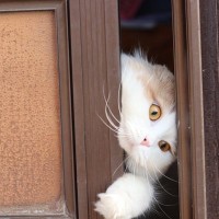 『脱走したがる猫』に共通している特徴4つ　あなたの愛猫はどう？防ぐための対策方法も