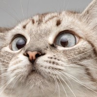 猫の『顔』に表れやすい個性的な模様5選　ユニークな呼び名や特徴もご紹介