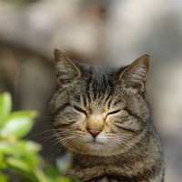 猫が『目を細める』ときに隠された心理3つ　愛情表現の証？上手な接し方とは