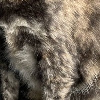 ティッシュの空き箱をつぶそうとすると、猫が真っ先にやってきて…『衝撃の光景』に８万いいね「超楽しいみたいなｗ」「笑いがこらえられない」