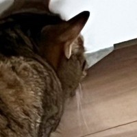 ふと見ると、冷蔵庫の下を『じっと見つめていた猫』……嫌な予感がする瞬間に６万いいね「わかるｗｗ」「うちはムカデがいた」「トラウマ」