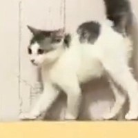 見つめあう２匹の子猫→お互いに背中を丸めた状態で…可愛すぎる『まさかの光景』に２万いいね「コントみたいｗ」「微笑ましいやんのかステップ」