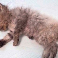 目が塞がり、『瀕死の状態だった子猫たち』→治療を続けた結果…涙が止まらない『現在の光景』が105万再生「本当にすごい」「グッときた」