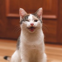 『長生きしやすい』と言われる猫種4選　他の種類とは何が違うの？長寿のために必要なこととは