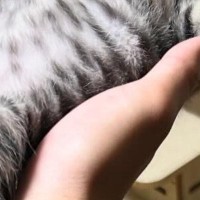 『早くお風呂入りな』と言われても動こうとしない男の子→様子を見に行くと、子猫が…尊すぎる瞬間に３万いいね「動けないｗ」「メロメロｗ」