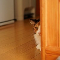 猫が『拗ねている』ときにする行動6選　機嫌を損ねる原因や仲直りのコツ