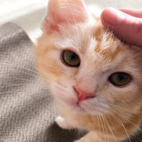 猫とする『スキンシップ前』に確認すべきこと3つ　するとしないとでは大違い？避けるべき行為まで