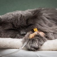 猫がかかりやすい代表的な『がん』6選　表れる症状や早期発見のポイントも解説