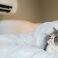 猫が快適に感じる『室温・湿度』は何度？　季節別のポイントや環境の整え方まで