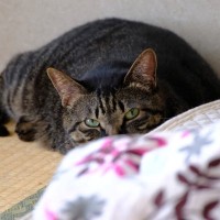 猫が『問題行動』をしてしまう原因3選　放置すべきでない理由や正しい対処法を解説