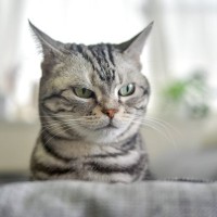 猫が『反抗期』に突入したときのサイン3つ　どんな変化が表れるの？上手な接し方まで