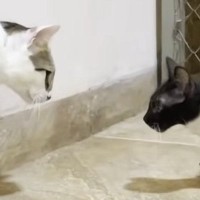 保護して１か月半が経った『やんちゃな子猫』→先住猫と対面すると…『心温まる光景』に反響「なかなかのお転婆さんｗ」「本当にかわいい」
