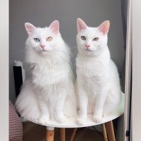 モデルのように美しい『２匹の白猫』→顔をよーく見ると……あまりにも"愛おしい瞬間"に３万いいね「ギャップ萌えｗ」「本当にきれい」と話題