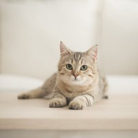 猫がかかりやすい『ホルモンの病気』3選　考えられる原因や主な症状、治療法まで解説