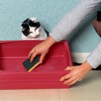 猫が心の中で『ガマンしていること』4つ　気付いてあげたいサインから改善のヒントまで