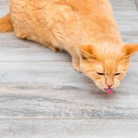 猫の命に関わる『危ない嘔吐』4選　心配ないケースとの違いや適切な対処法を解説