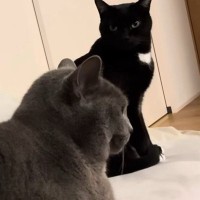 膝の上でくつろぐ猫の隣で、もう1匹が『順番待ち』……ママを独り占めしたい『猫たちの様子』に「めっちゃ可愛い」「ニヤニヤした」の声
