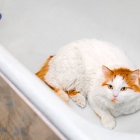 猫が命を落としてしまう『家の中の危険物』5つ　起こりうるトラブルや安全を守るための対策方法
