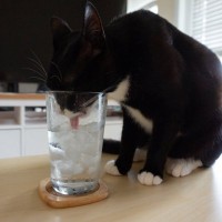 猫に『氷』を与えるときの注意点4つ　体調に影響はある？安全な与え方まで