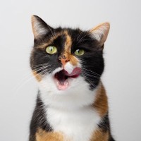 猫に食べさせてはいけない『危険な食材』4選　誤飲した場合のリスクや取るべき対処法も解説