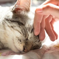 猫にとって危険な『腎臓病』の知識4つ　早期発見が難しい理由や予防のポイントまで解説