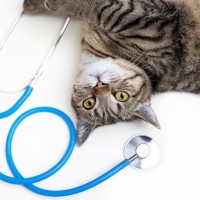 猫の命を奪っている『年代別の3大死因』とは？　年齢によって異なるリスクや予防法も解説