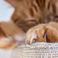 猫と生活していると目にする『落とし物』5選　爪や抜け毛…問題ない？注意したいケースも解説