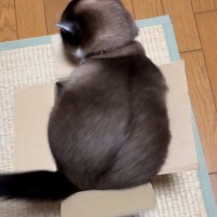 段ボール箱に入りたい猫→何度も『おしり』を動かして…可愛すぎて笑ってしまう光景が1670万再生「どすんどすんｗ」「顔は諦めたかなｗ」