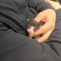 生後1か月で体重わずか102g、手のひらに収まるほど小さかった猫が…涙あふれる『現在の光景』に４万いいね「本当に奇跡」「とっても尊い」