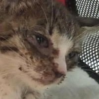 呼吸をするのも『ギリギリの状態だった子猫』を保護した結果…立派に成長した『６年後の光景』に感動「ほんとうに良かったね」「愛情の賜物」