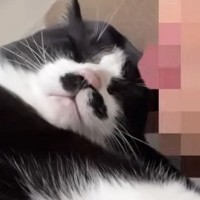 『距離感がバグっている甘えん坊猫』→朝ママが目覚めると……まさかの光景が"可愛すぎる"と反響「超幸せな距離感」「本当にすごい」