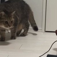 マッサージ器が大嫌いな猫→『高速パンチ』を打ち出したと思ったら…『予想外の光景』に反響「めちゃめちゃ可愛いｗ」「そろ～りそろ～りｗ」