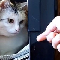 『新聞ストッカーの中』でくつろぐ猫→パパが取ろうと手を伸ばしたら…『爆笑の攻防戦』が16万再生「かわいいｗｗ」「たまらんねｗ」